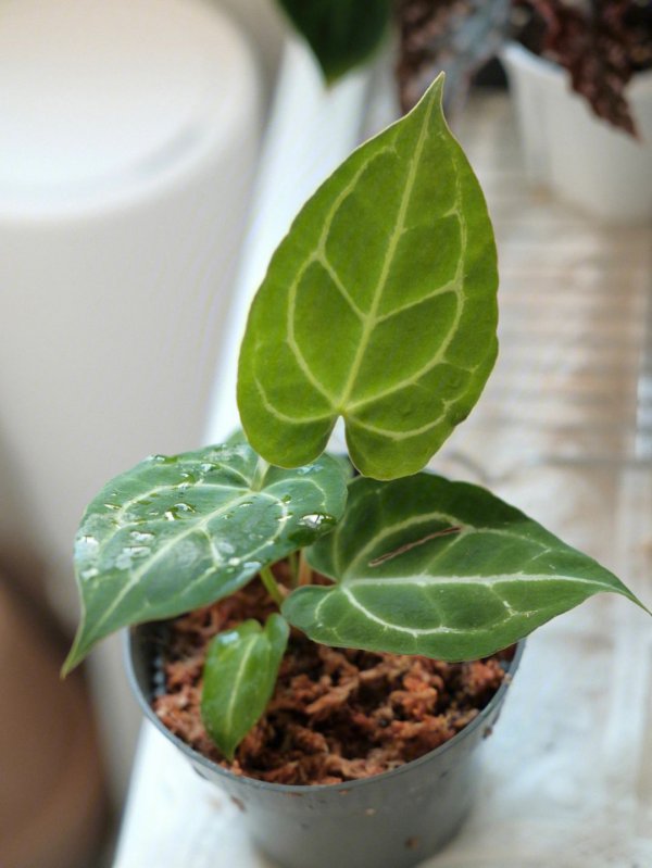 水晶花烛怎么养殖方法