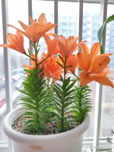 百合怎么养才长得好 如何科学养护百合植株以确保茁壮生长