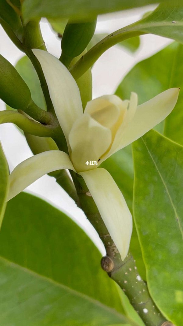 黄果兰怎么养才长得好