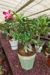 沙漠玫瑰花怎养殖方法 沙漠玫瑰花的种植要领