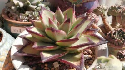 血爪莲怎么养殖 血爪莲的种植方法