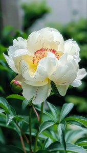 芍药花喜阳光吗 芍药花是否喜欢阳光？