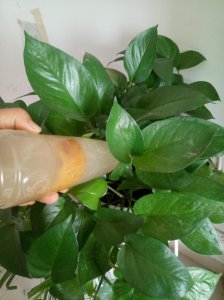 苹果皮水适合浇什么花 适合用苹果皮水浇什么植物