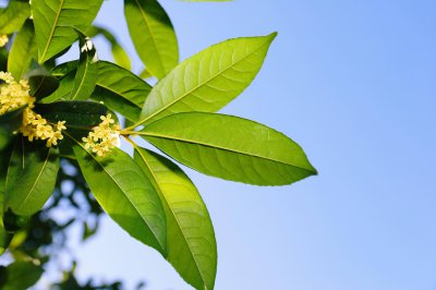 桂花喜阳光吗 桂花喜欢阳光吗？