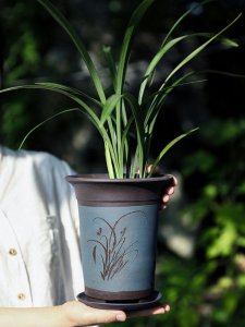 建兰用多大的盆合适 兰花适合种植在何种大小的盆中？