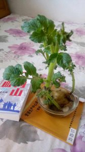 土豆水适合浇什么花 适合浇灌什么花的土豆水？