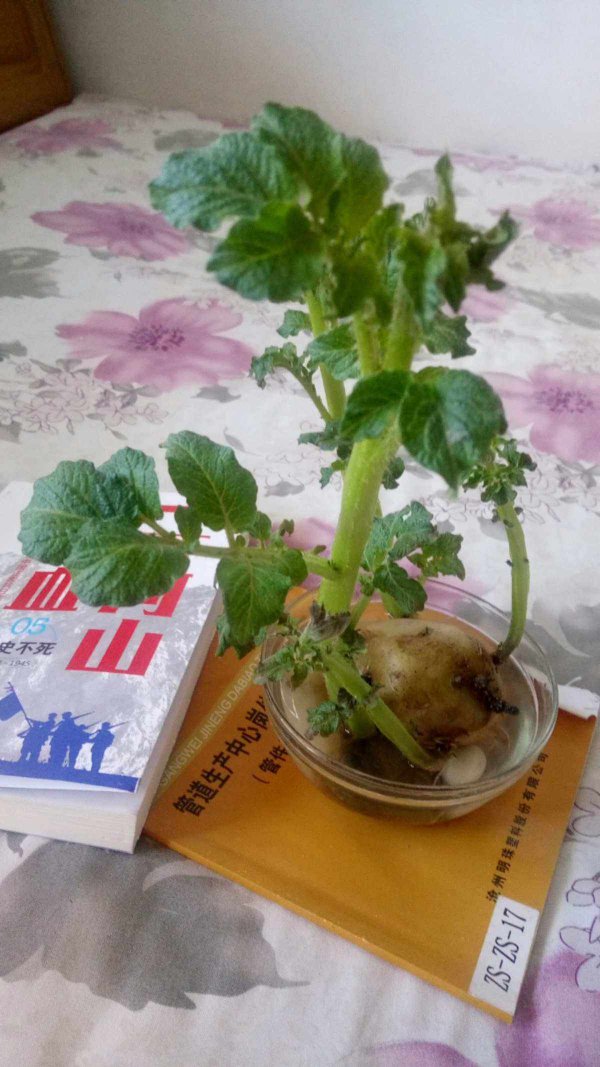 土豆水适合浇什么花