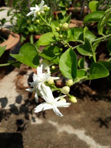 茉莉喜阳光吗 茉莉是否喜欢阳光？
