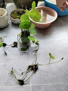 碗莲要用多大的盆合适 种植碗莲需要选择合适的大小容器