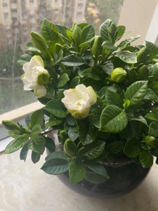 栀子花喜阳光吗 栀子花是否喜欢阳光？
