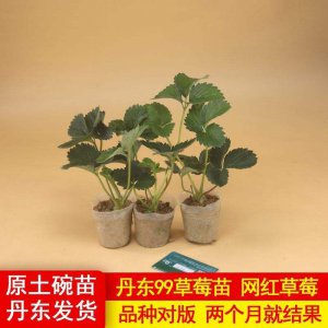 草莓苗用多大的盆合适 种植草莓苗适合使用多大的花盆？