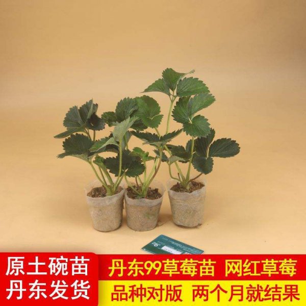 草莓苗用多大的盆合适