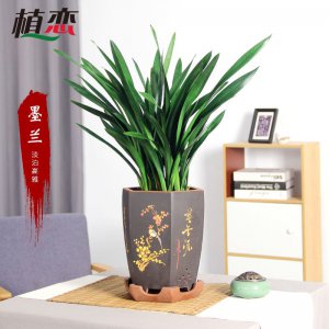 墨兰用多大的盆合适 墨兰适合种植的盆的大小
