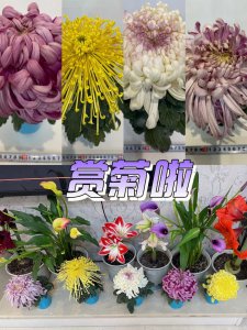 菊花用多大的盆合适 菊花适合种植在哪种尺寸的花盆中