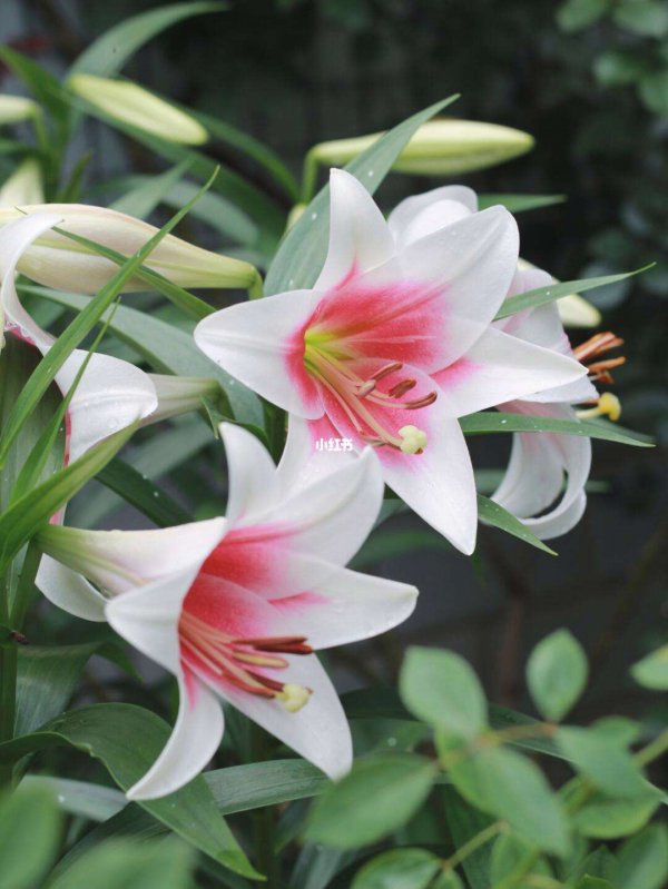 百合喜阳光吗