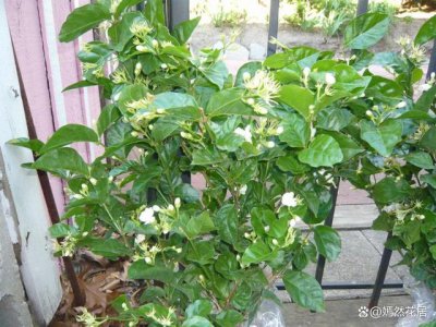 茉莉花喜阳光吗 茉莉花是否喜欢阳光？
