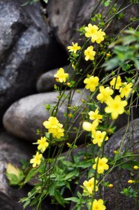 迎春花喜阳光吗 迎春花喜欢光照吗？