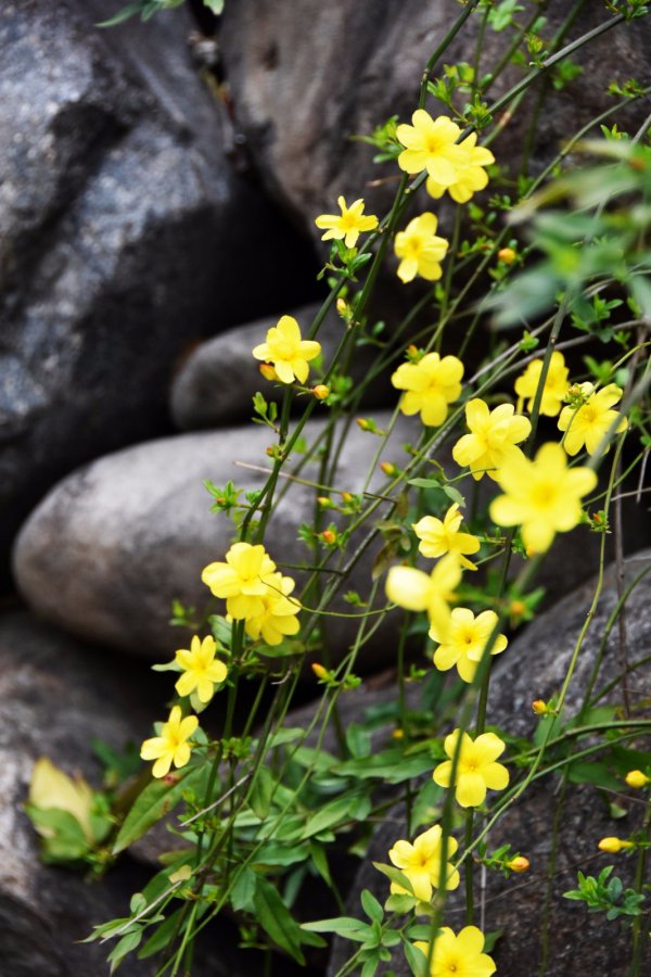 迎春花喜阳光吗