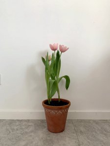 郁金香用多大的盆合适 种植郁金香应选择合适的花盆大小