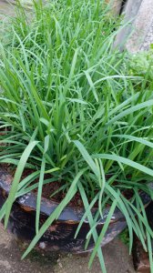 韭菜喜阳光吗 韭菜需要阳光吗？
