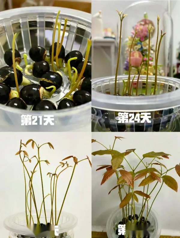 桂圆种子怎么种植