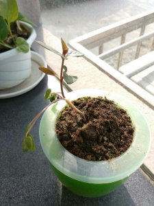 虎头茉莉种子怎么种植 虎头茉莉种子的种植方法