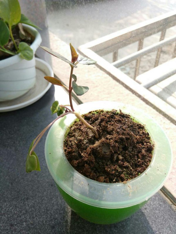 虎头茉莉种子怎么种植