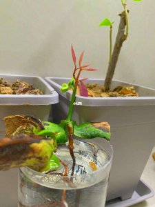 水培芒果种子怎么种植 水培芒果种子如何栽培