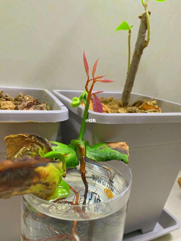 水培芒果种子怎么种植
