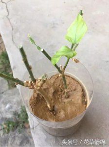 茉莉花打顶时间及方法步骤 茉莉花如何进行打顶及时机和方法步骤