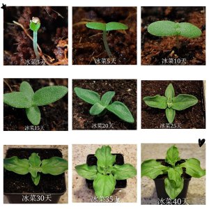 冰草种子怎么种植 种植冰草种子的方法
栽培冰草种子的技巧