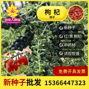 枸杞子种子怎么种植 种植枸杞子的方法
栽培枸杞子的步骤