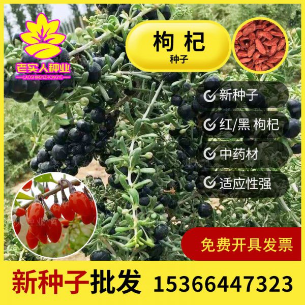 枸杞子种子怎么种植