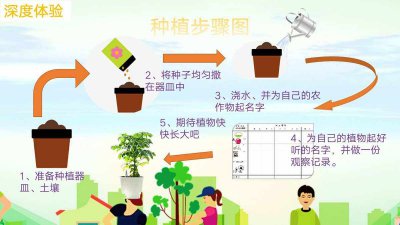 报春花种子怎么种植 如何种植报春花的种子