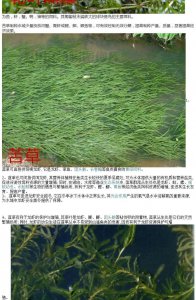 伊乐藻种子怎么种植 种植伊乐藻种子的方法