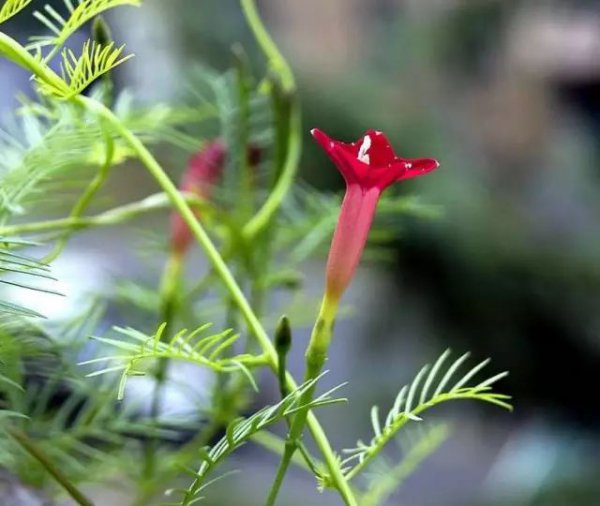茑萝花种子怎么种植