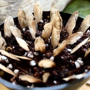 枫叶种子怎么种植 用枫叶种子如何种植
种植枫叶种子的方法