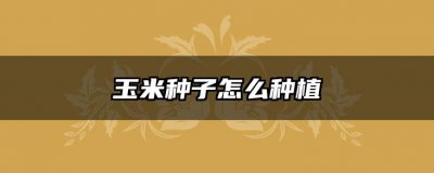 玉米种子怎么种植 种玉米种子的步骤
栽种玉米籽的方法