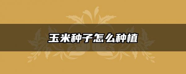 玉米种子怎么种植