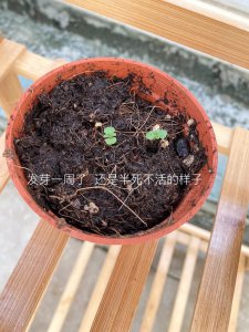 食用薄荷种子怎么种植 薄荷种子的种植方法是什么？