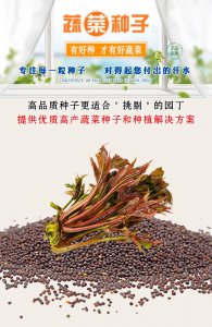 香椿树种子怎么种植 如何种植香椿树种子？