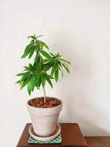水竹水培好还是土培好 水培与土培的优劣对比