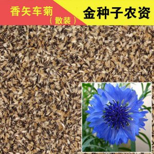 香矢车菊种子怎么种植 如何种植香矢车菊种子？