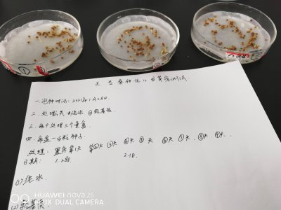桑树种子怎么种植 种植桑树种子的方法
栽种桑树种子的技巧