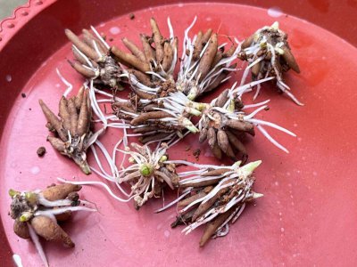 花毛茛种子怎么种植 如何种植花毛茛种子？