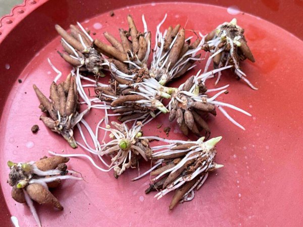 花毛茛种子怎么种植