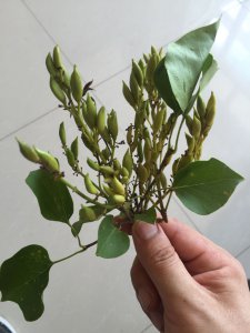 丁香花种子怎么种植 种植丁香花种子的方法
