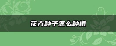 花卉种子怎么种植 种植花卉种子的方法
花卉种子的种植技巧