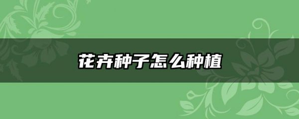 花卉种子怎么种植