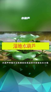 水葫芦种子怎么种植 怎样种植水葫芦种子
水葫芦种子如何培育
